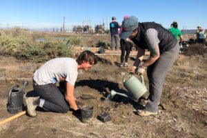 Volunteers watering native plants at restoration site.