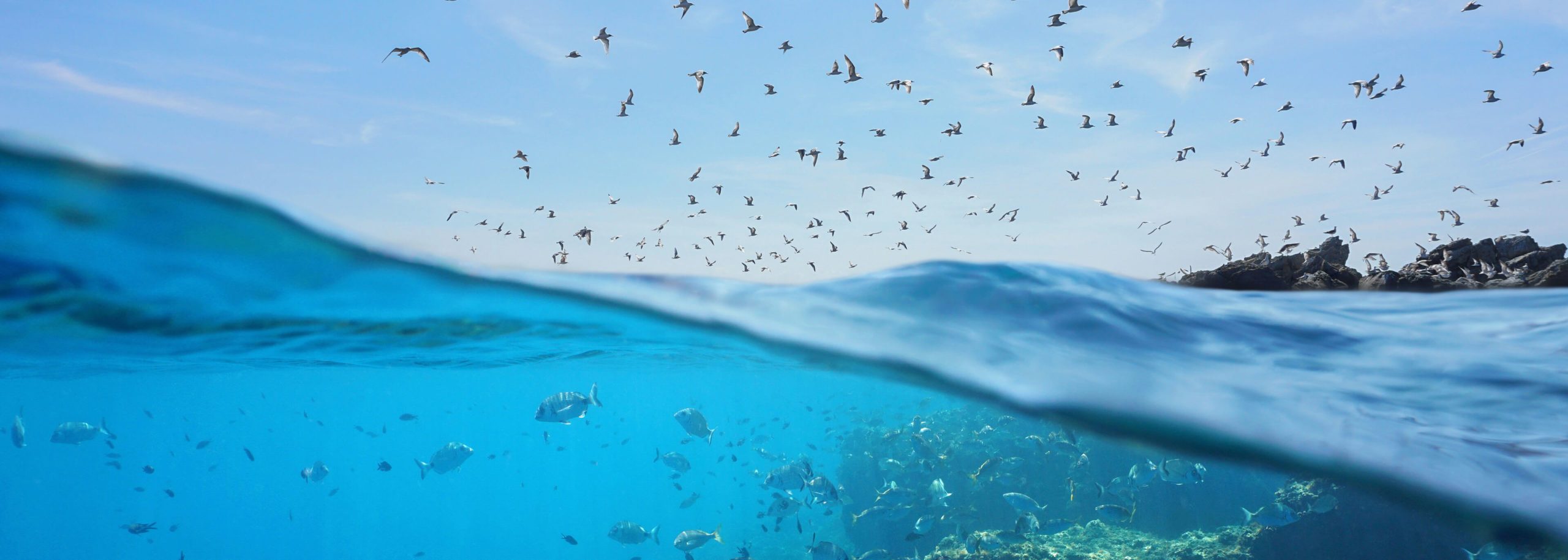 Fish and Bird Habitat
