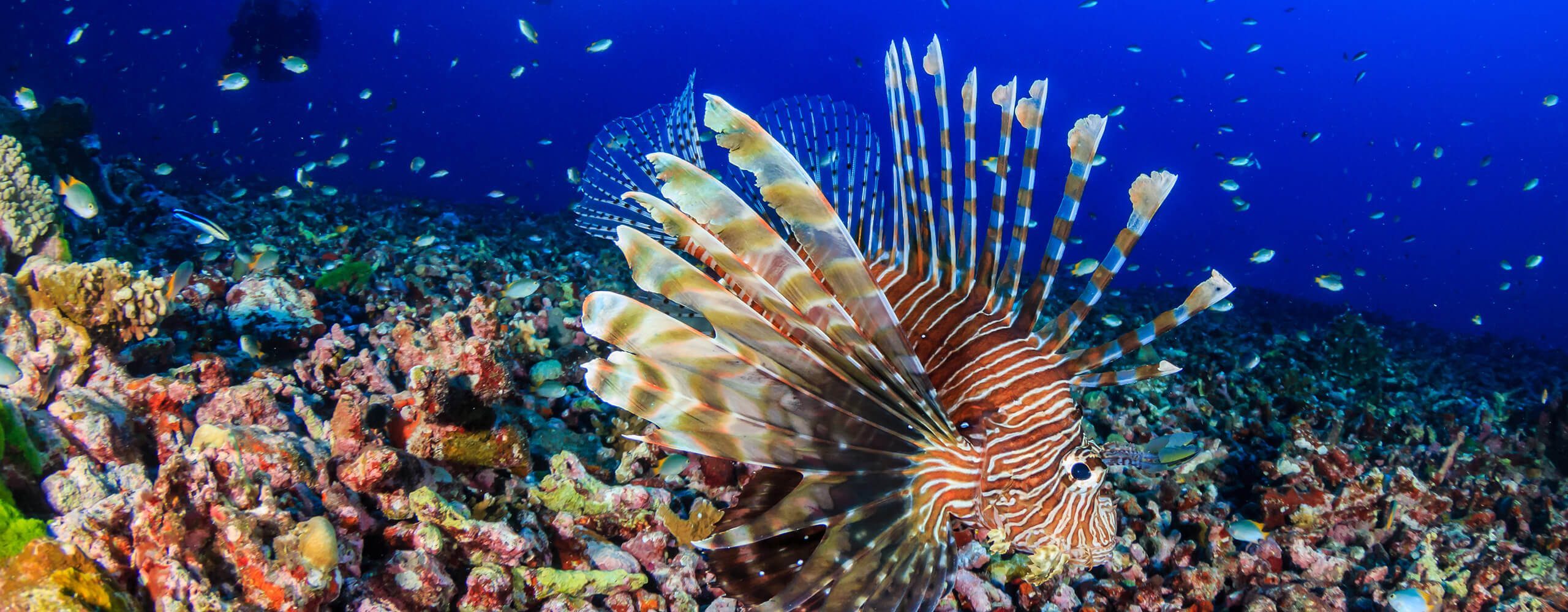 Invasive Species: Lionfish