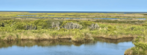 coastal marsh