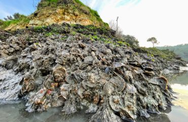 Oysters along the shoreline