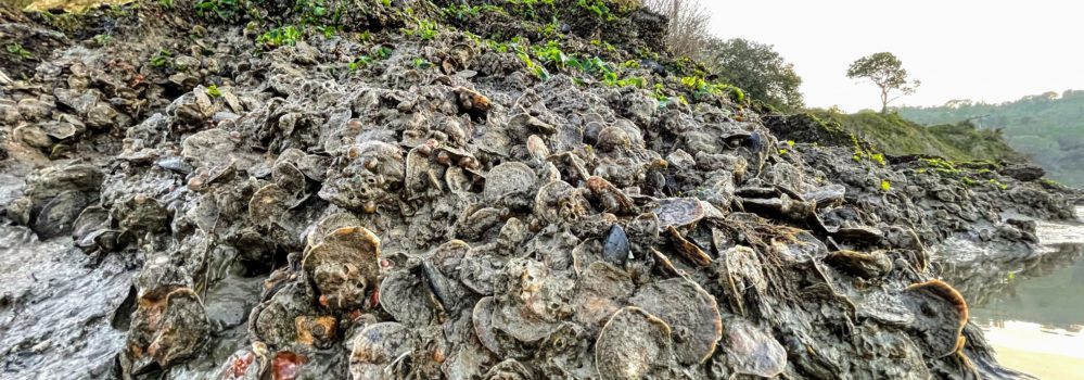 Oysters along the shoreline