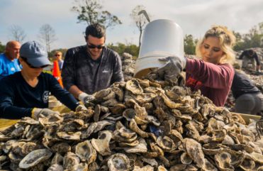 Oyster restoration