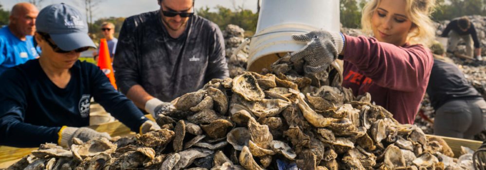 Oyster restoration