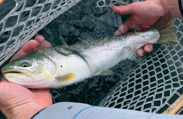 Coastal cutthroat trout in a net