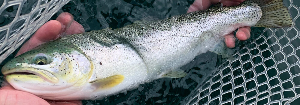 Coastal cutthroat trout in a net